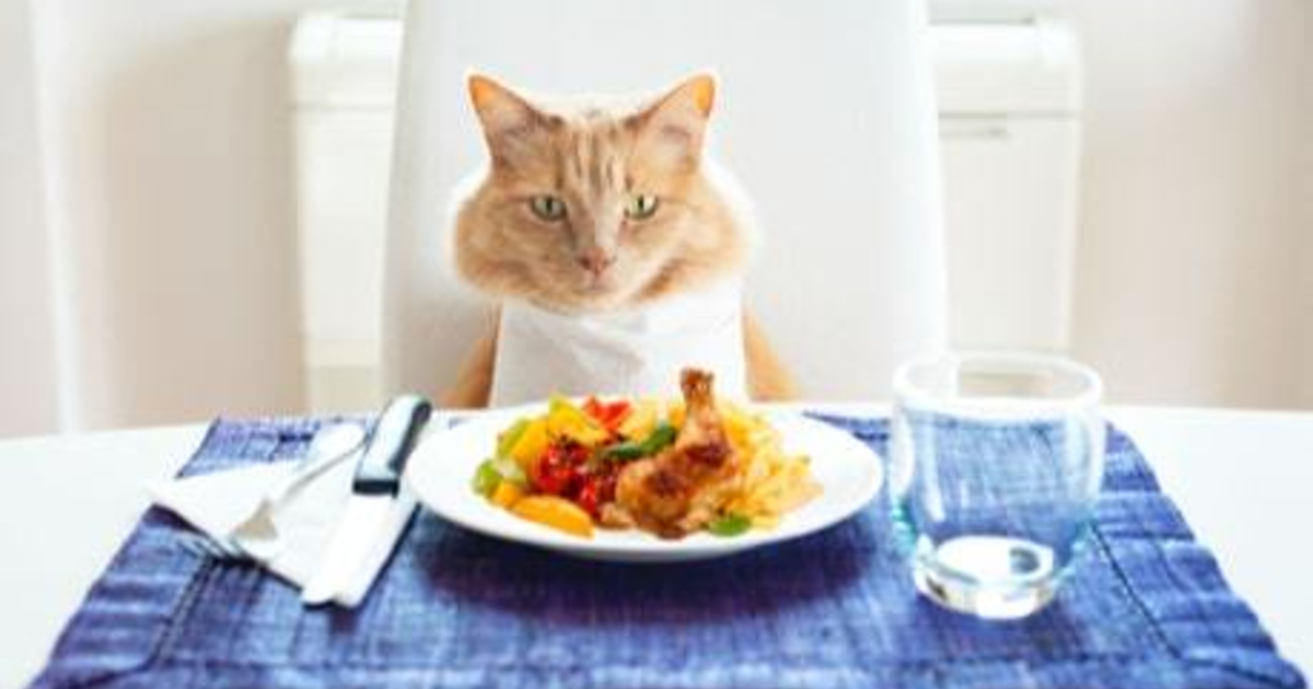 In your personal experience, do dogs or cats bother you more for human