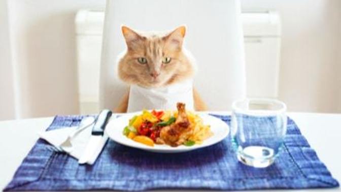 In your personal experience, do dogs or cats bother you more for human food?