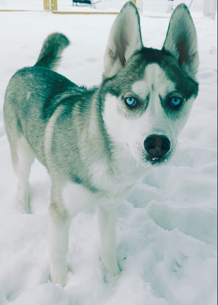 Why do most guys like German Shepherd dogs?