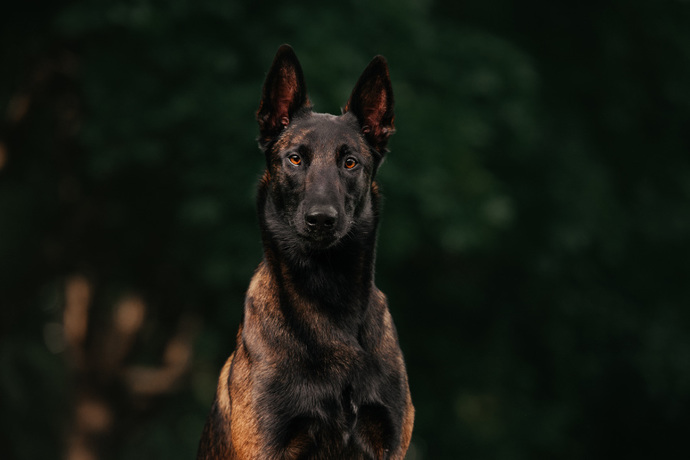 Is that not a handsome dog or what?
