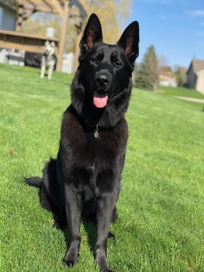 Why do most guys like German Shepherd dogs?