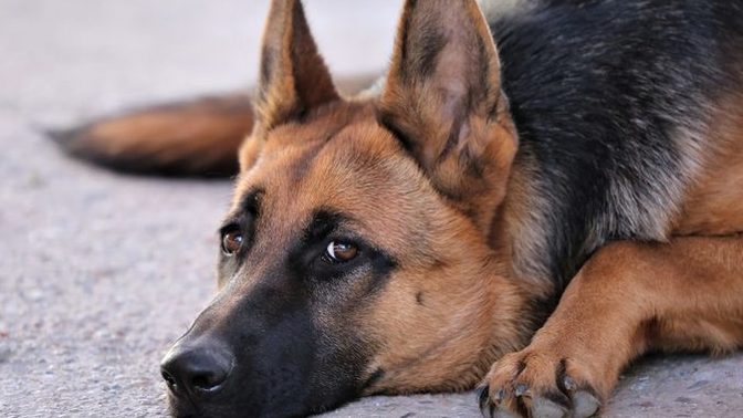 Why do most guys like German Shepherd dogs?