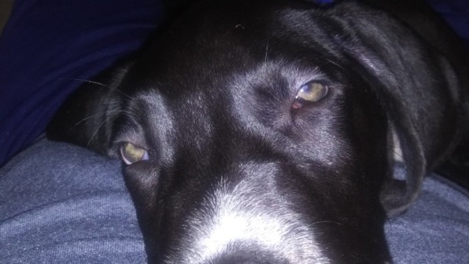 Why do people abuse animals or neglect them?