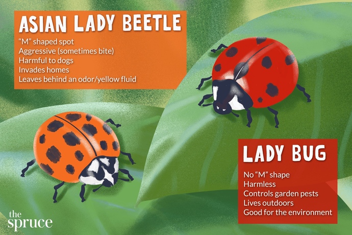 Do you know there are 2 types of ladybugs?
