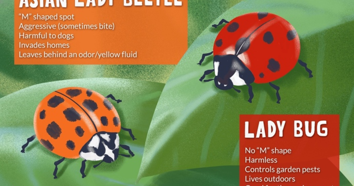 Do you know there are 2 types of ladybugs? - GirlsAskGuys