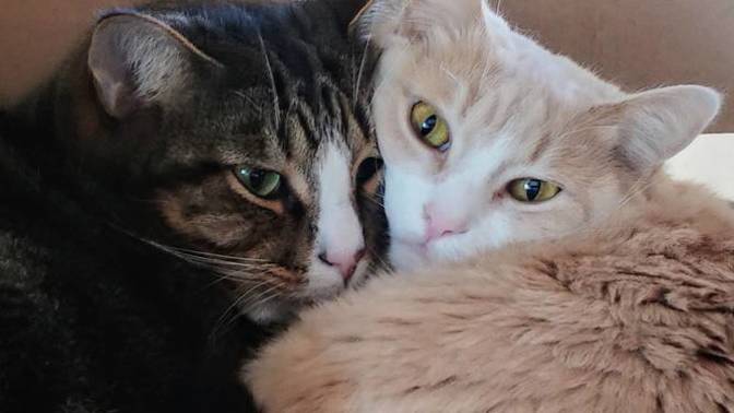 Why do male cats cuddle each other, but (straight) male humans don't?