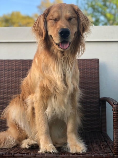 Give me a picture of an animal that looks like you? :) ?