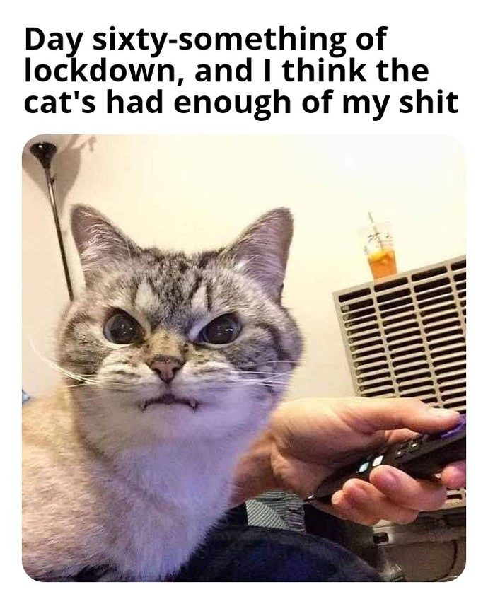 Give me a picture of an animal that looks like you? :) ?