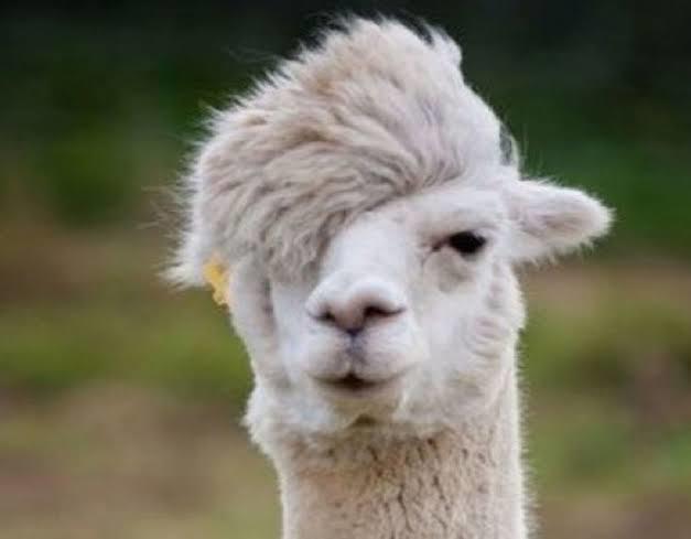 Give me a picture of an animal that looks like you? :) ?