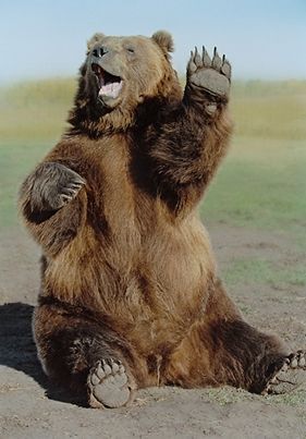 Give me a picture of an animal that looks like you? :) ?