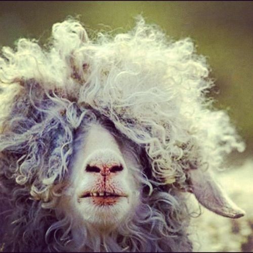 Give me a picture of an animal that looks like you? :) ?