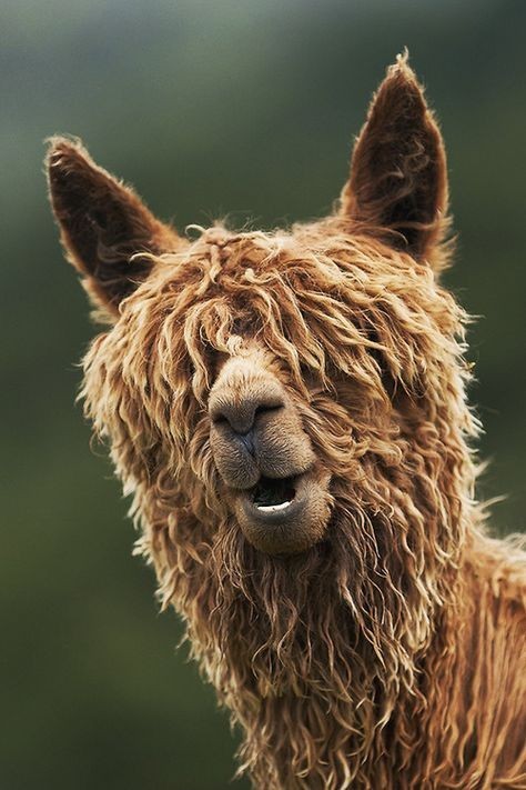 Give me a picture of an animal that looks like you? :) ?