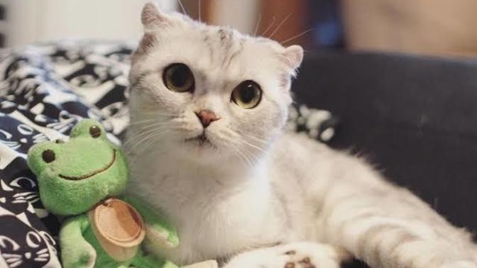 Give me a picture of an animal that looks like you? :) ?