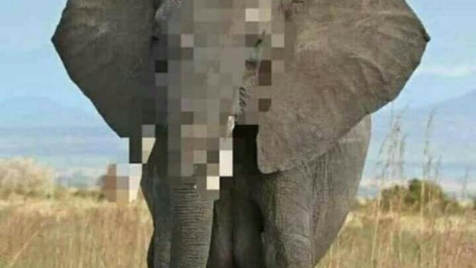 Can you identify this animal?