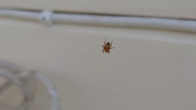 Why SOME adults are afraid of spiders?