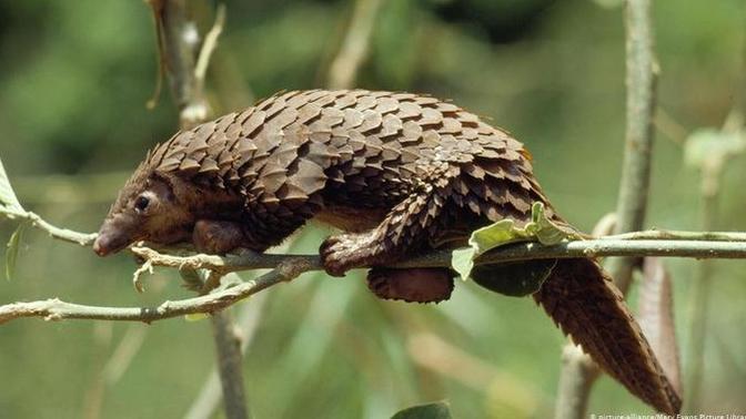 Instead of the rhino, polar bear, whale or giant panda, should the conservation symbol be the pangolin?