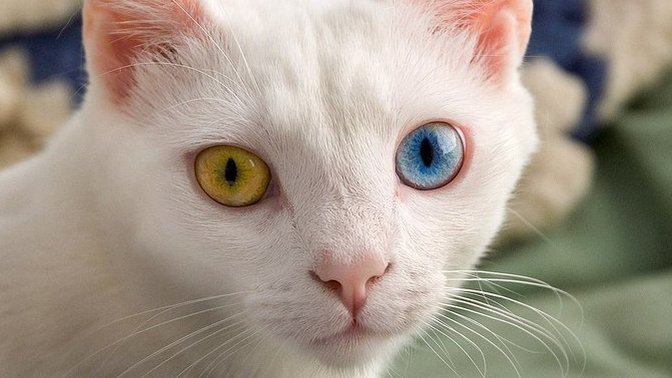 What eye colour is most appealing to you?