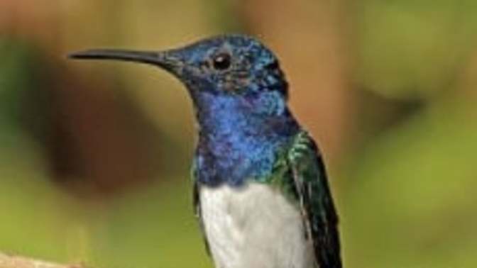 Are you a hummingbird or a blue jay kind of person?