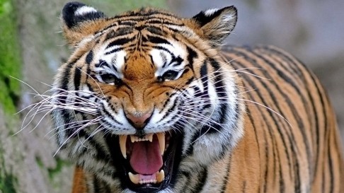 Do tigers deserve their own horror movies or not?