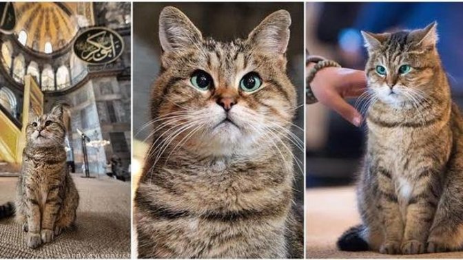 Are you a dog or cat person?