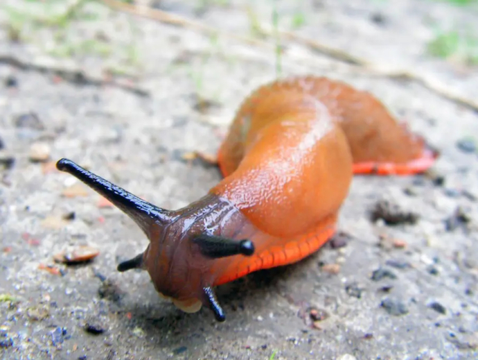 If The Price Was Right Would You Rather Kiss A Centipede, A Slug Or One Of The Following?