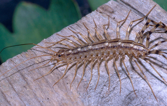 If The Price Was Right Would You Rather Kiss A Centipede, A Slug Or One Of The Following?