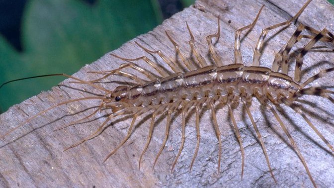 If The Price Was Right Would You Rather Kiss A Centipede, A Slug Or One Of The Following?
