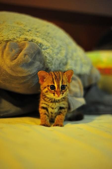 World's smallest wild cat