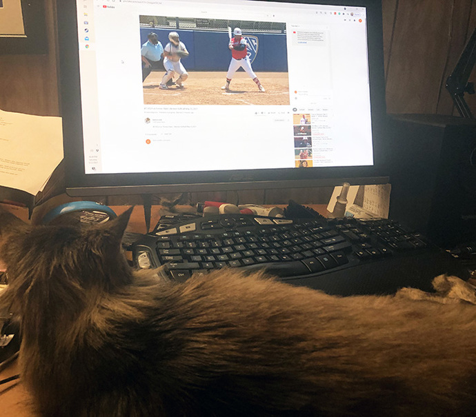 Are cats expensive to keep? Should I get one?