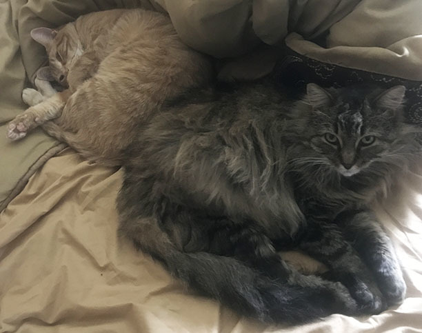That's both of them hogging my bed.