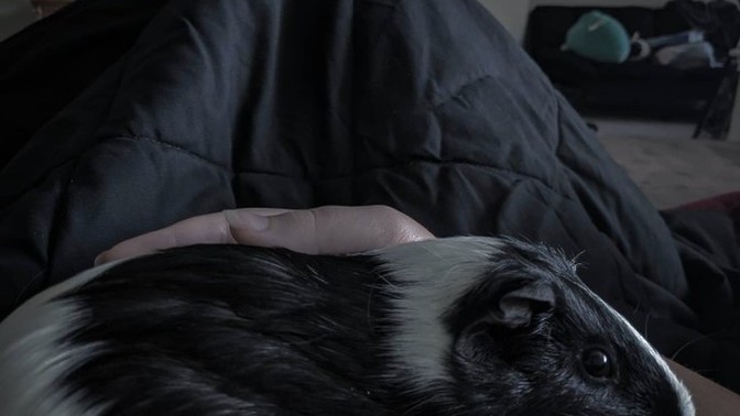 How do you deal with grief after losing a loved pet?