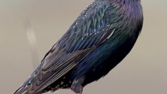 Is it okay to kill animals, for man?