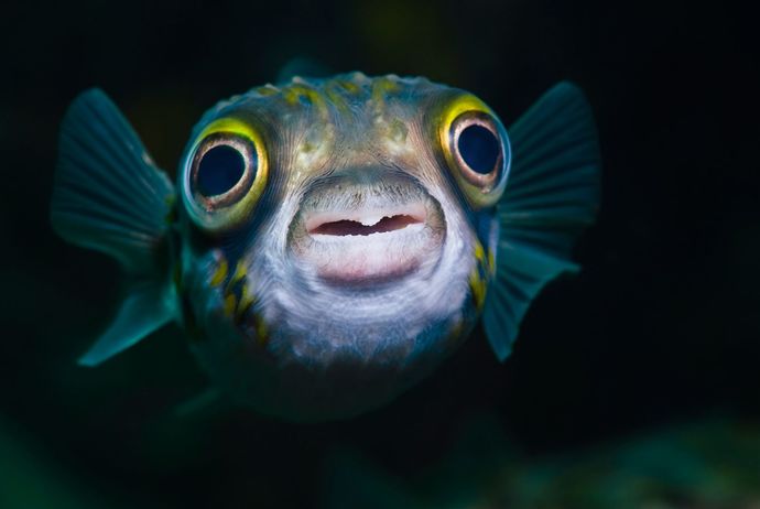 How often do you have fish?