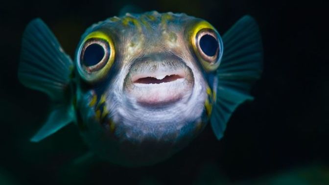 How often do you have fish?