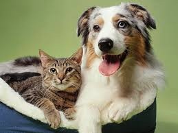 Which do you prefer: cats or dogs?