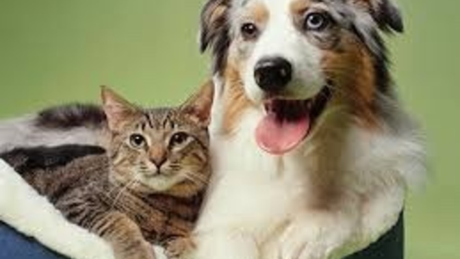 Which do you prefer: cats or dogs?