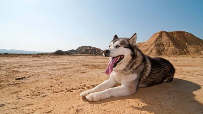 Is getting a particular breed of an animal as a pet without considering its compatibility with the climate at the owner's place animal abuse?