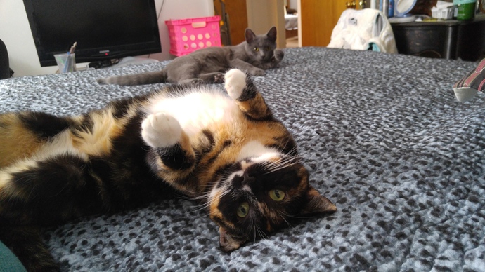My kitties. Drama queen in front was adopted. Grey kitty was an injured lone baby kitten in my yard that we saved and