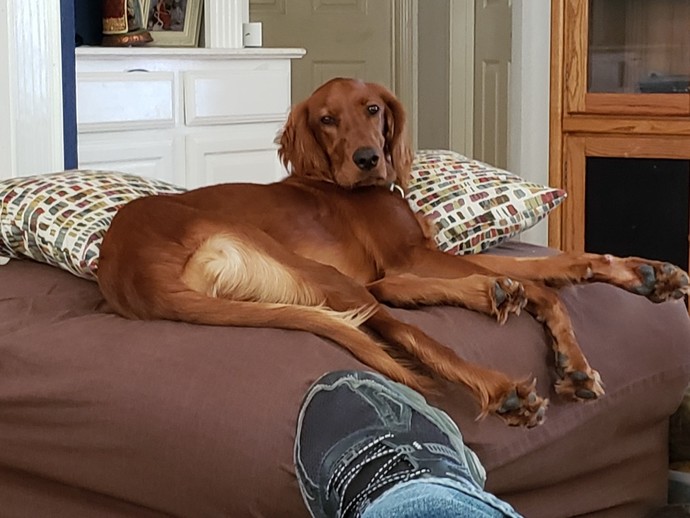 Would you get rid of your pets if. . ?