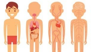 What are good reasons to not donate your organs upon death?