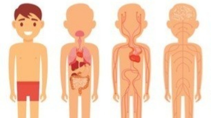 What are good reasons to not donate your organs upon death?