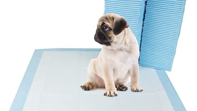 For those who work long hours and have dogs: what do you guys do as far as your dog needing to poop or pee?