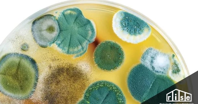 One way to test the mold in your environment is to make PDA, leave it in a room and see what grows on it.