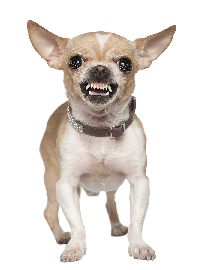 Ever owned a Chihuahua , I mean ever been owned by a Chihuahua , Would you like to own a Chihuahua or be owned by a Chihuahua?