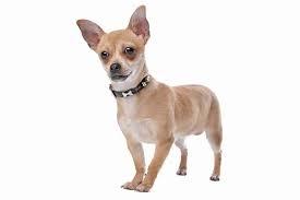 Ever owned a Chihuahua , I mean ever been owned by a Chihuahua , Would you like to own a Chihuahua or be owned by a Chihuahua?