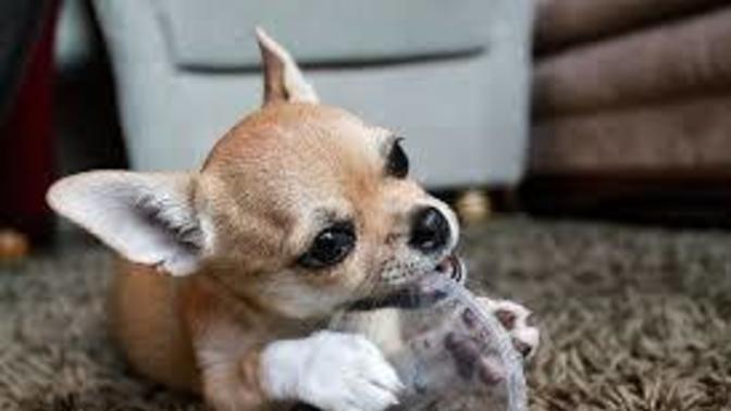 Ever owned a Chihuahua , I mean ever been owned by a Chihuahua , Would you like to own a Chihuahua or be owned by a Chihuahua?