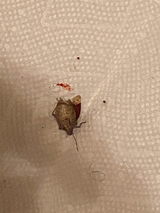 Help this bug was in my bed what is it?