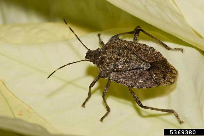 Help this bug was in my bed what is it? 