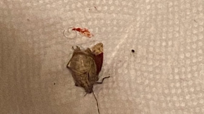 Help this bug was in my bed what is it? 
