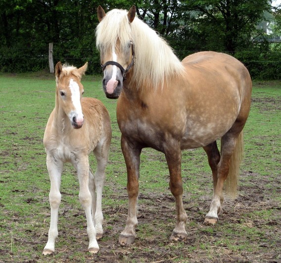 Do you consider horses or people who look like horses to be beautiful?